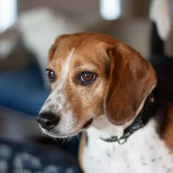 The dog gazes at the camera.