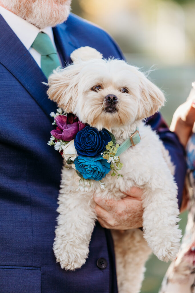 A small fluffy white dog wearing a blue and purple flower garland is being held by a person in a blue suit.