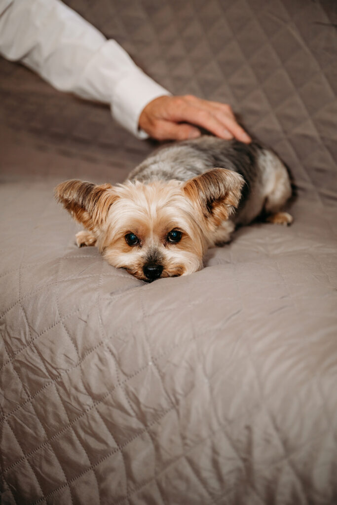 A cute dog on bed