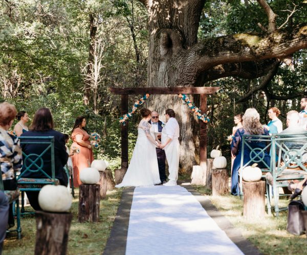 A wedding ceremony outdoors under a large tree, with people seated on either side of an aisle lined with white pumpkins.